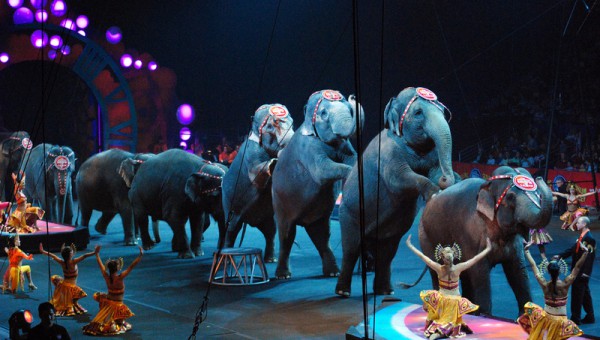 Circus-elephants.jpg