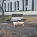 Pigs_at_the_UofM.jpg