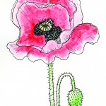Devon_Kerslake_COMMENT_poppy_colour.jpg