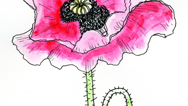 Devon_Kerslake_COMMENT_poppy_colour.jpg