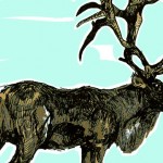 Lauren_McPhaden_SCIENCE_caribou_colour.jpg Lauren_McPhaden_SCIENCE_caribou_colour.jpg