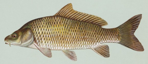 science-Common_carp