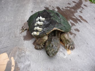 (Common Snapping Turtle that had a cracked shell. WHRC were able to repair it and release it)