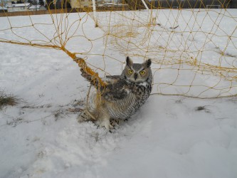 (Great Horned Owl that was caught in a soccer net. This just happened in November -WHRC cut him out and treated his injuries for about 2 weeks and then he was released)