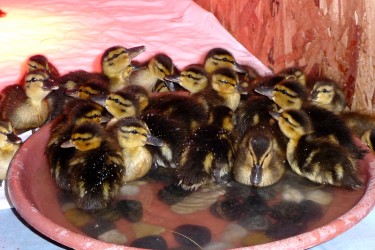 (Rescued mallard ducklings having a bath)