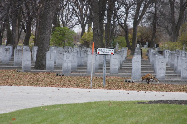 Fox in Field of Honour. Photo by: Bryce Hoye