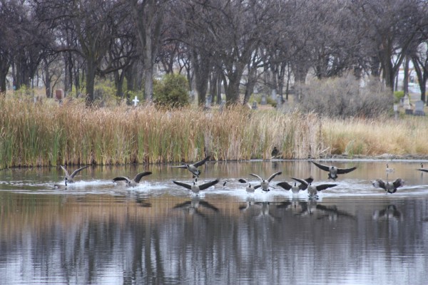 Geese land on Brookside Creek. Photo by: Bryce Hoye