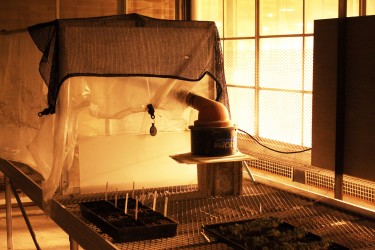 Using the new hydroponic system in attempt to produce food on campus. Photo by Dana Hatherly