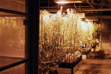 Greenhouse at the U of M faculty of agricultural and food sciences building. Photo by Dana Hatherly